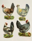 Antikke glansbilder høner fuglemotiv 1900-tallet thumbnail