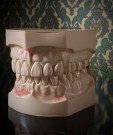 Tannlegeutstyr/ skoletannlege stor undervisning tannmodell, overkjeve og underkjeve i plastmateriale thumbnail