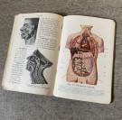 Antikk lærebok Naturkundskap for Folkeskolen 8. opplag Holmsen & Strøm J.W. Cappelens Forlag Kristiania 1916 thumbnail