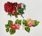 Antikke glansbilder roser blomster 1900-tallet thumbnail