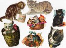 Antikke glansbilder kattemotiv 1900-1920 thumbnail