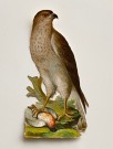 Antikk glansbilde ørn/ fuglemotiv 1900-1930 tallet thumbnail