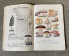 Antikk lærebok Naturkundskap for Folkeskolen 8. opplag Holmsen & Strøm J.W. Cappelens Forlag Kristiania 1916 thumbnail