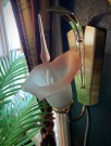 Flora vegglampe messing rosa frostet kunstglass RAF 6050 1980/ 90 tallet thumbnail