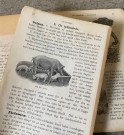 Antikk lærebok Naturkundskap for Folkeskolen 8. opplag Holmsen & Strøm J.W. Cappelens Forlag Kristiania 1916 thumbnail