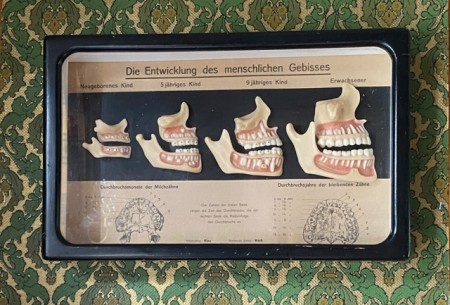 Diorama undervisningsmateriell medisinsk modell kjeve tannlege Lehrmittelwerk Berlinische Verlagsanstalt Berlin Germany